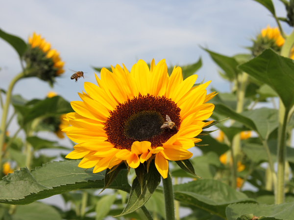 Sonnenblumen mit Bienen